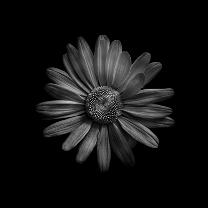Picture of BLACK AND WHITE DAISY III