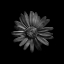 Picture of BLACK AND WHITE DAISY III