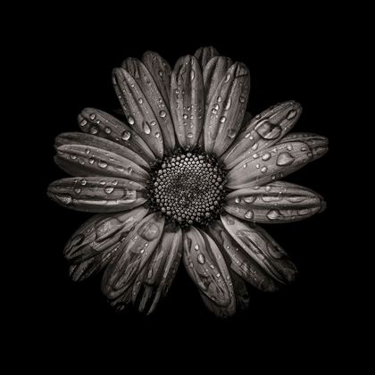 Picture of BLACK AND WHITE DAISY IV