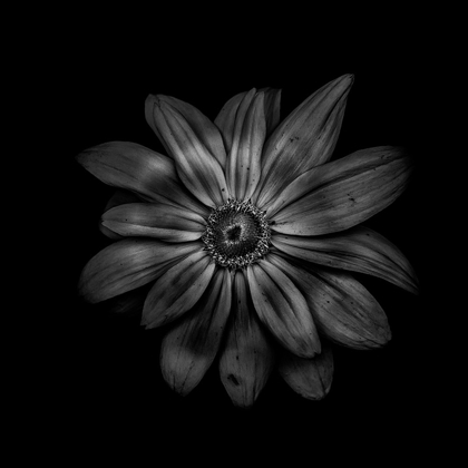 Picture of BLACK AND WHITE DAISY V