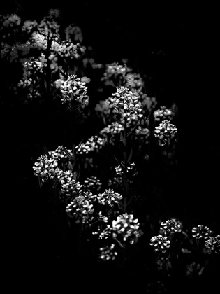 Picture of BLACK AND WHITE FLORAL BUSH