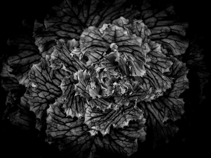 Picture of BLACK AND WHITE FLOWER CABBAGE