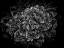 Picture of BLACK AND WHITE FLOWER CABBAGE