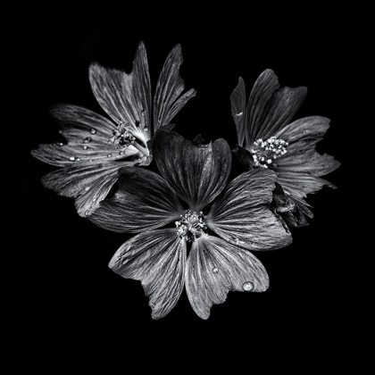 Picture of BLACK AND WHITE FLOWER TRIO