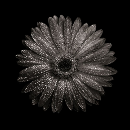 Picture of BLACK AND WHITE GERBER DAISY I