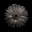 Picture of BLACK AND WHITE GERBER DAISY I