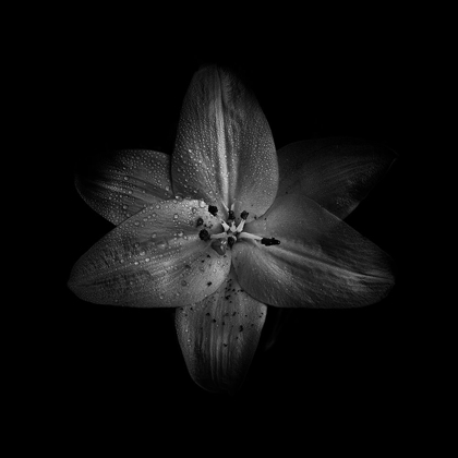 Picture of BLACK AND WHITE LILY