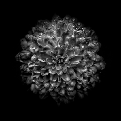 Picture of BLACK AND WHITE MUM III