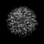 Picture of BLACK AND WHITE MUM III