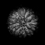 Picture of BLACK AND WHITE MUM IV