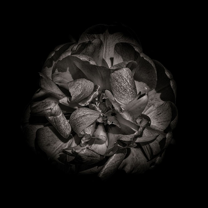Picture of BLACK AND WHITE PEONY I