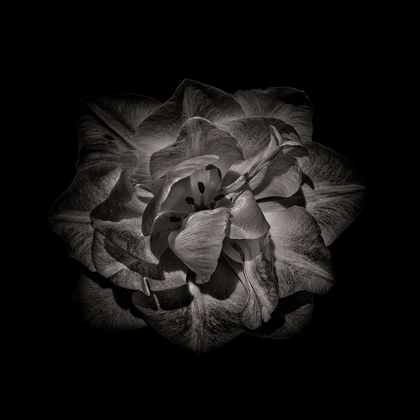 Picture of BLACK AND WHITE PEONY II