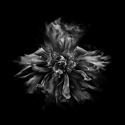 Picture of BLACK AND WHITE PEONY III