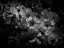 Picture of BLACK AND WHITE PETUNIA