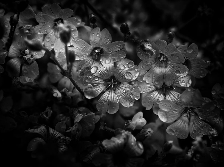 Picture of BLACK AND WHITE PETUNIA