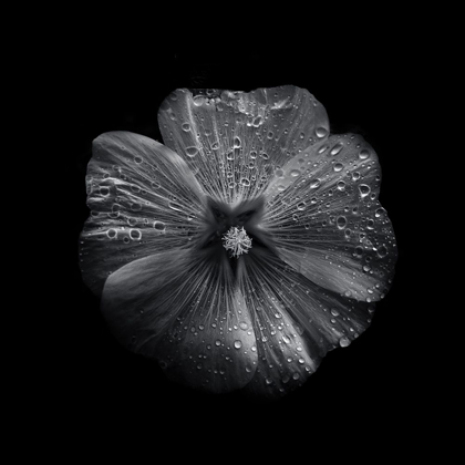 Picture of BLACK AND WHITE PETUNIA II
