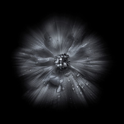 Picture of BLACK AND WHITE PETUNIA IV