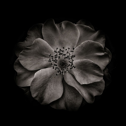 Picture of BLACK AND WHITE PRIMROSE