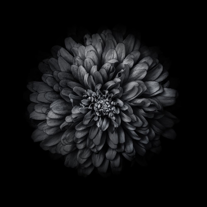 Picture of BLACK AND WHITE ZINNIA I