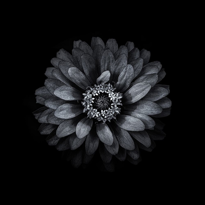 Picture of BLACK AND WHITE ZINNIA II