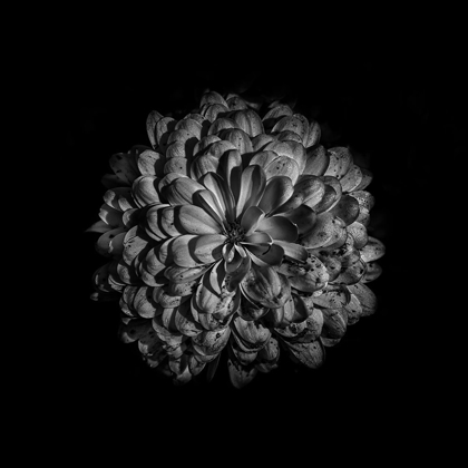 Picture of BLACK AND WHITE ZINNIA III