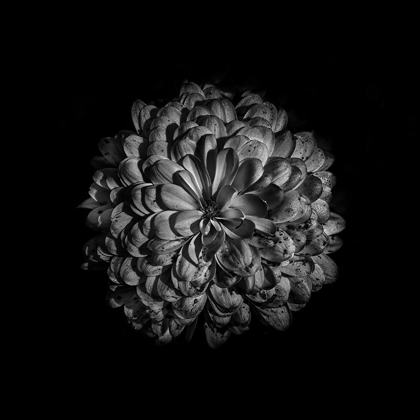 Picture of BLACK AND WHITE ZINNIA III