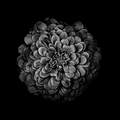 Picture of BLACK AND WHITE ZINNIA IV