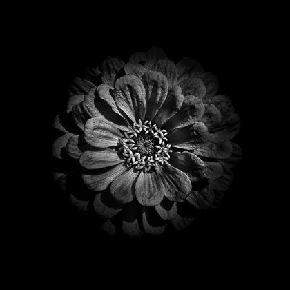 Picture of BLACK AND WHITE ZINNIA V