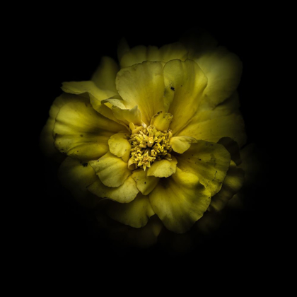 Picture of DOUBLE YELLOW CAMELIA