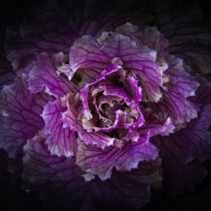 Picture of FLOWERING CABBAGE