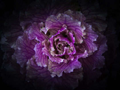Picture of FLOWERING CABBAGE II