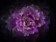 Picture of FLOWERING CABBAGE II