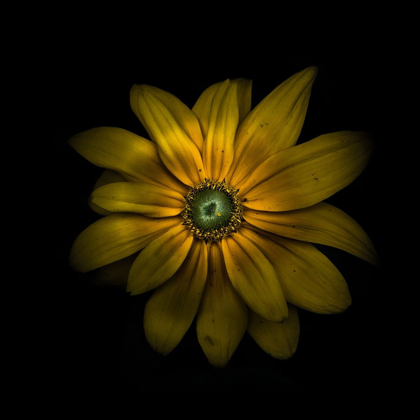 Picture of GREEN CENTER DAISY