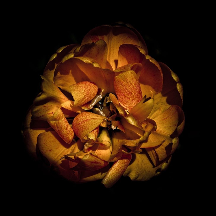 Picture of ORANGE PEONY