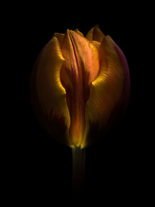 Picture of ORANGE TULIP