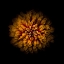 Picture of ORANGE ZINNIA