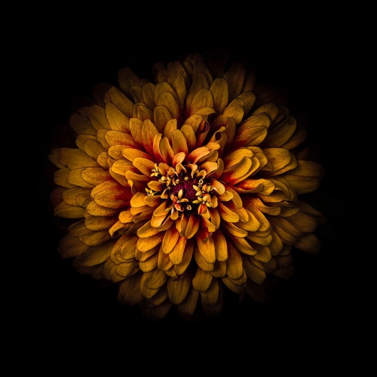 Picture of ORANGE ZINNIA