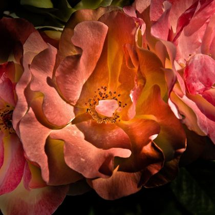 Picture of PINK CAMELIA
