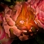 Picture of PINK CAMELIA
