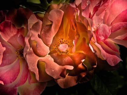 Picture of PINK CAMELIA II
