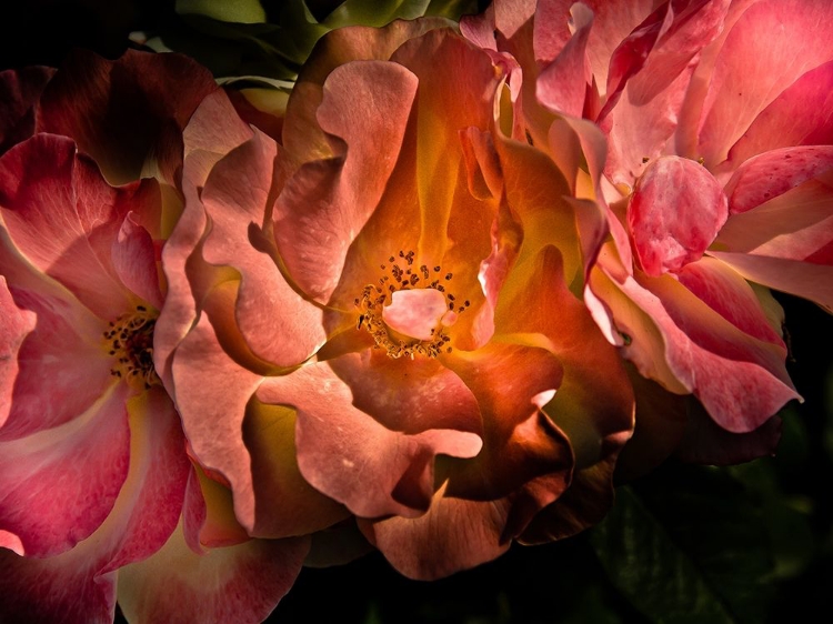 Picture of PINK CAMELIA II