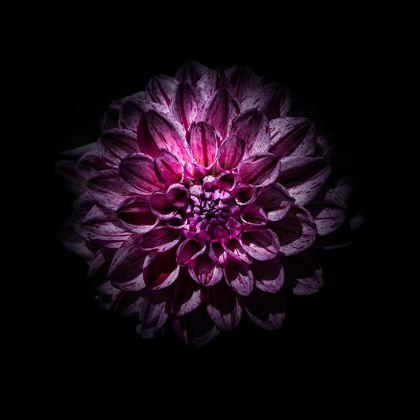 Picture of PURPLE DAHLIA