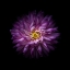 Picture of PURPLE MUM