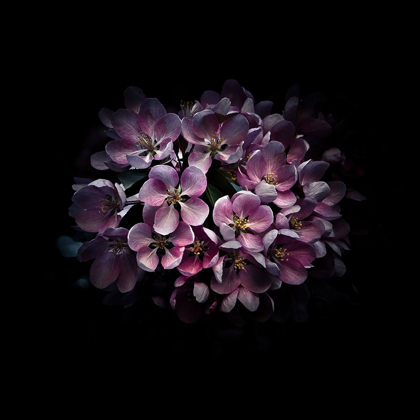 Picture of PURPLE VERBENA