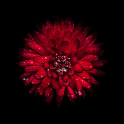 Picture of RED MUM