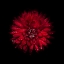Picture of RED MUM