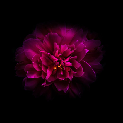 Picture of RED PEONY