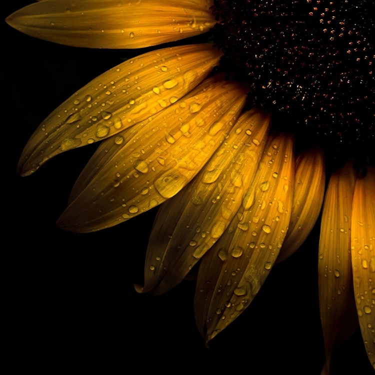 Picture of SUNFLOWER DETAIL