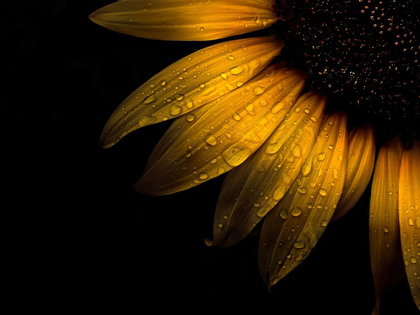 Picture of SUNFLOWER DETAIL II