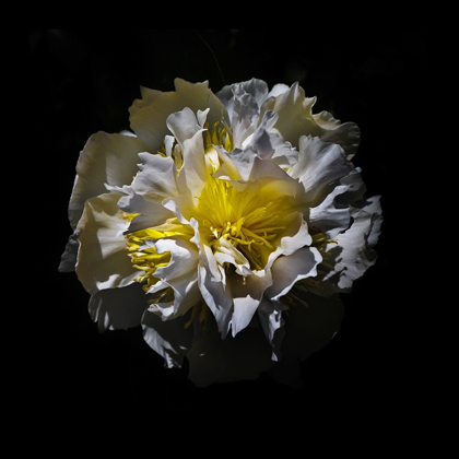 Picture of WHITE CAMELIA